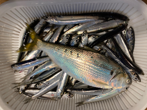 カタクチイワシの釣果