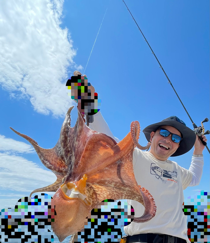 マダコの釣果