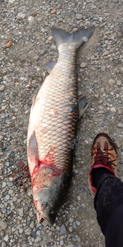 ソウギョの釣果