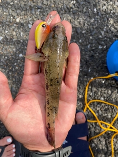 マハゼの釣果