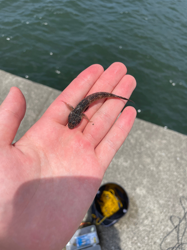 ハゼの釣果