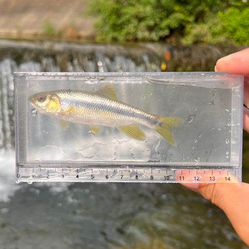 カワムツの釣果