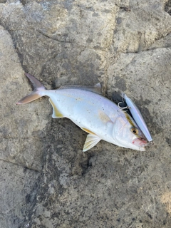 ショゴの釣果