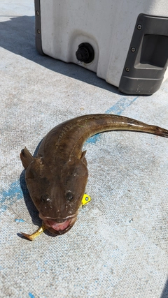 マゴチの釣果