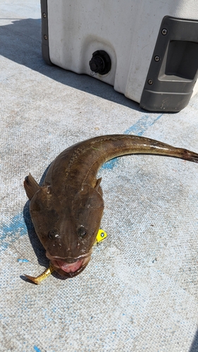 マゴチの釣果