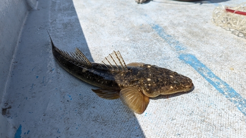 マゴチの釣果