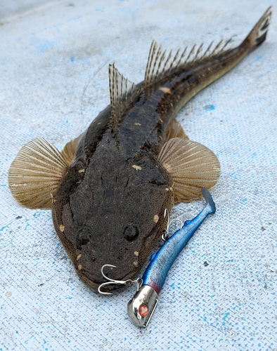 マゴチの釣果