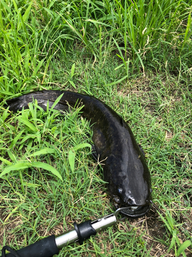 ニホンナマズの釣果