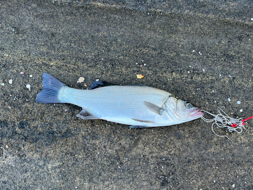 ヒラスズキの釣果