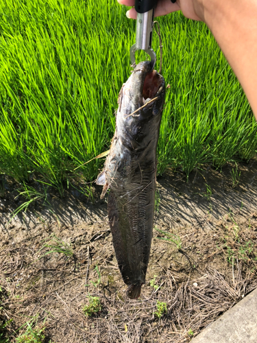 ニホンナマズの釣果