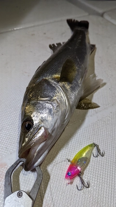 シーバスの釣果