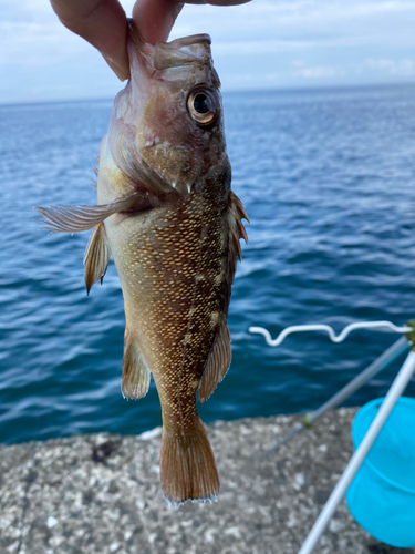 ガヤの釣果