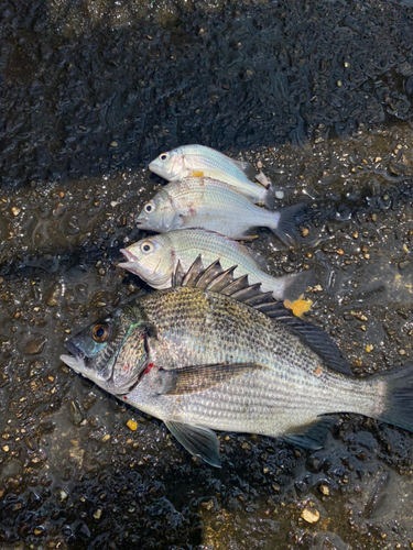 チヌの釣果