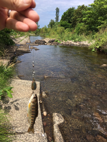 ヤマメの釣果