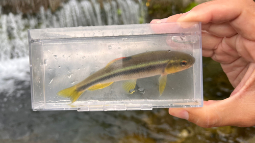 カワムツの釣果