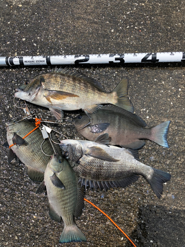 クロダイの釣果