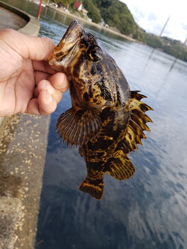 タケノコメバルの釣果