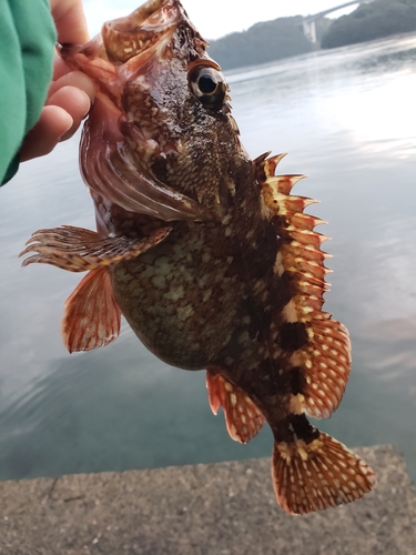 アラカブの釣果