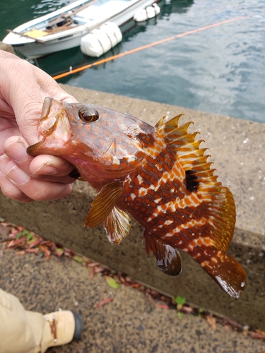 キジハタの釣果