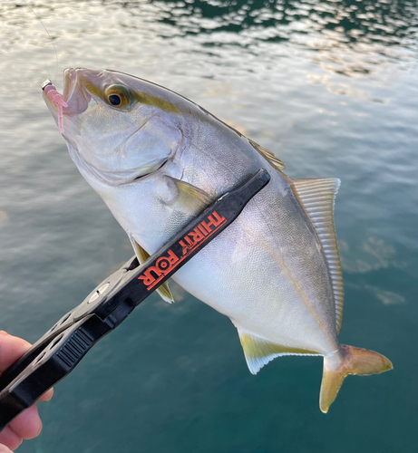 カンパチの釣果