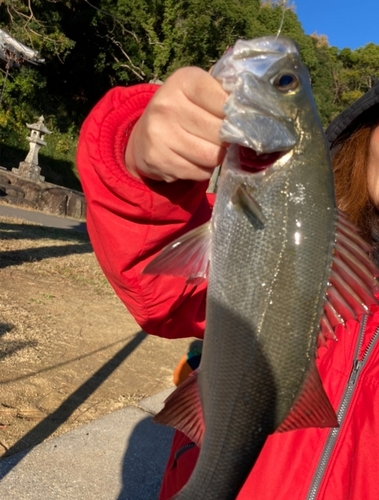 セイゴ（ヒラスズキ）の釣果