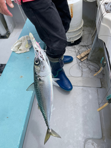 サバの釣果