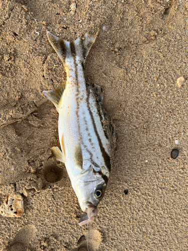 コトヒキの釣果