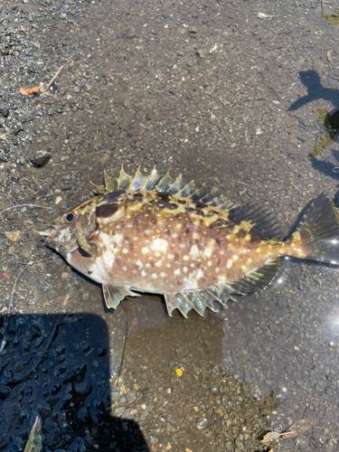 アイゴの釣果