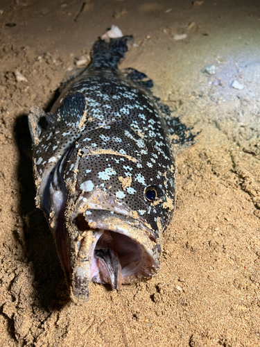 タカバーミーバイの釣果