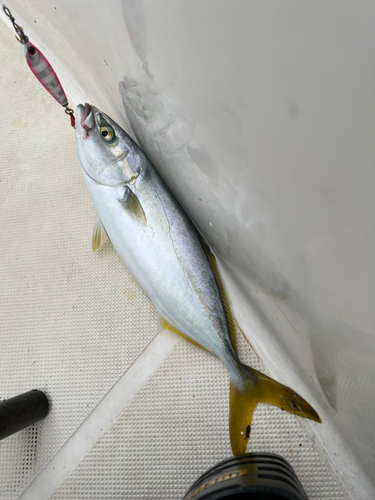 ワカシの釣果