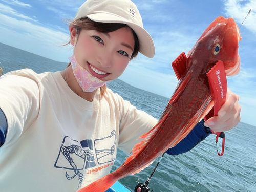 ホウボウの釣果