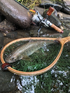 イワナの釣果