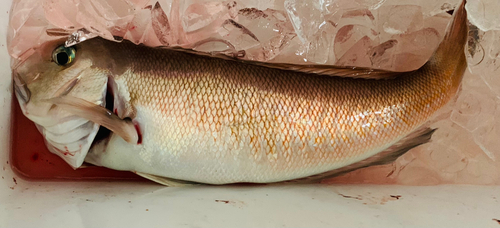 シロアマダイの釣果