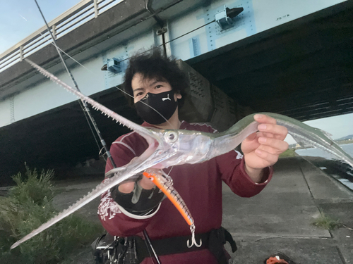 ダツの釣果