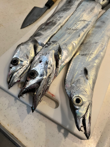 タチウオの釣果