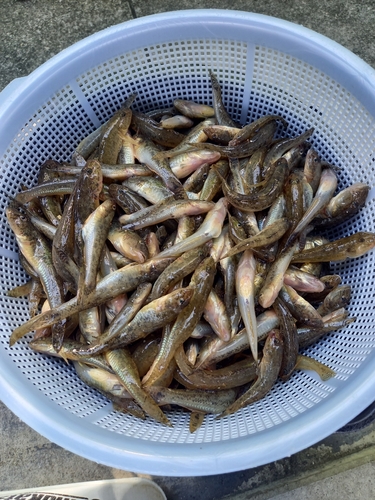 マハゼの釣果