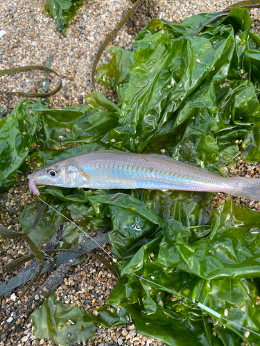 シロギスの釣果