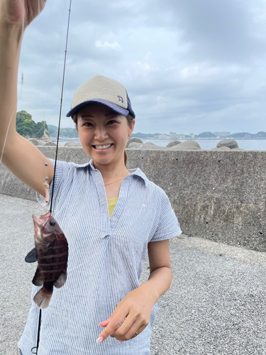 シロメバルの釣果