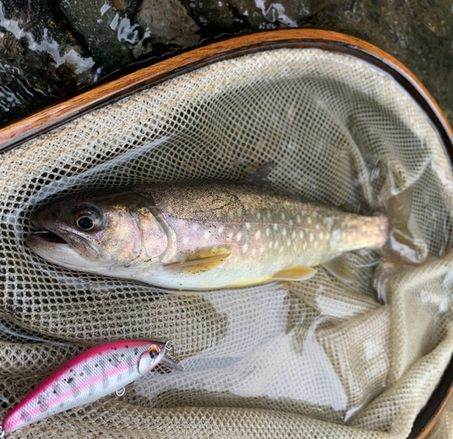 エゾイワナの釣果