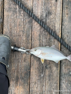 シオの釣果