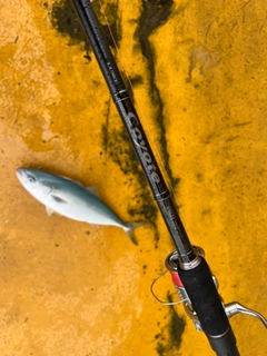 ツバスの釣果