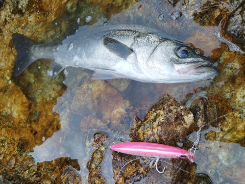 マルスズキの釣果