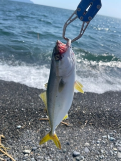 ワカシの釣果