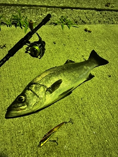 セイゴ（ヒラスズキ）の釣果