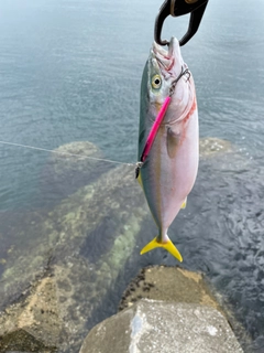 ショゴの釣果