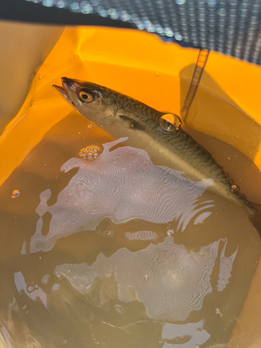 ゴマサバの釣果