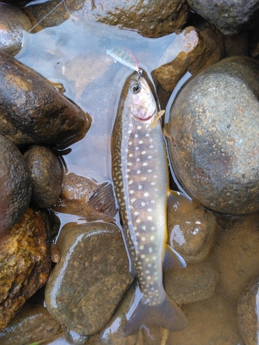 エゾイワナの釣果