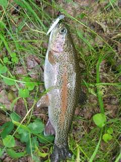 ニジマスの釣果