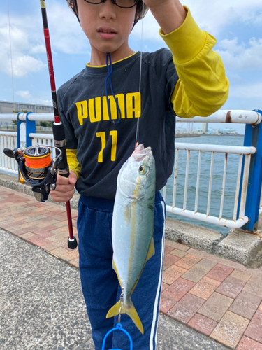 ツバスの釣果