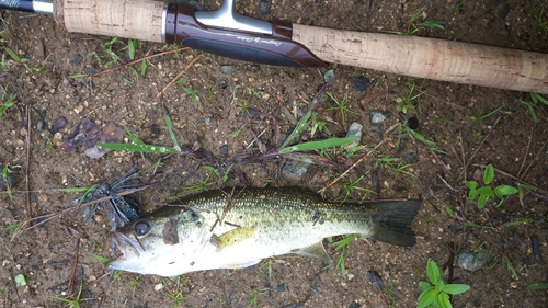 ラージマウスバスの釣果